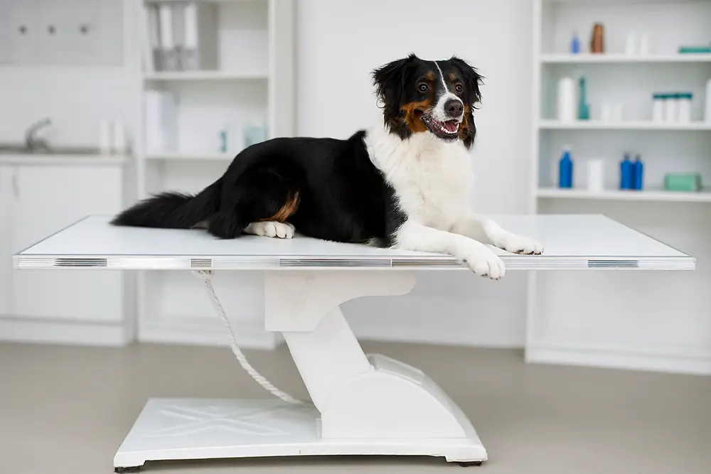 نکات ایمنی و استانداردها هنگام استفاده از تخت جراحی دامپزشکی